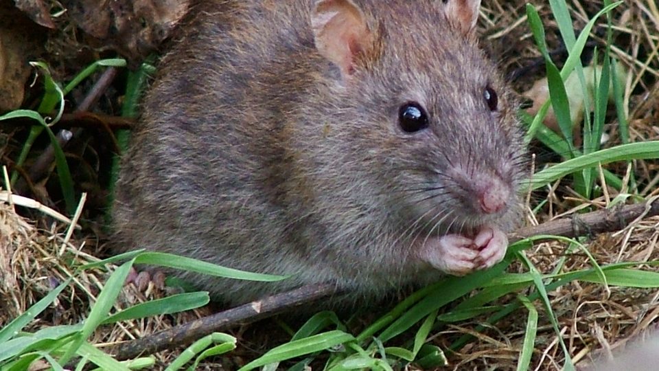 Foto real de rato para serviço de desratização